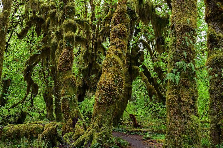 雨林火山吸血鬼丨热带雨林中的神秘生物