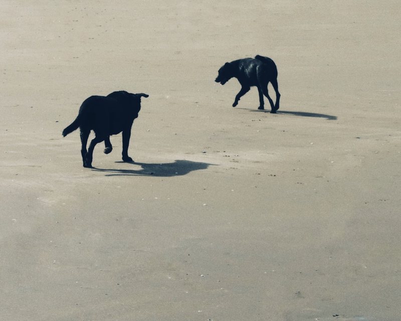 太平洋上的双头犬—一个失落的科学谜团 太平洋上的双头犬—一个失落的科学谜团