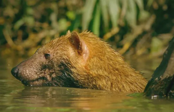南美双头犬荒芜｜自然界的奇迹与谜团