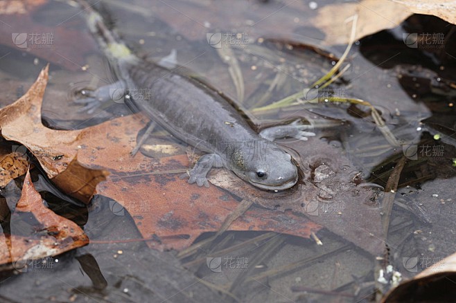 昆仑火蜥时间—当昆仑山的黑夜被“点燃”,这背后的科学太神奇了 昆仑火蜥时间—当昆仑山的黑夜被“点燃”,这背后的科学太神奇了