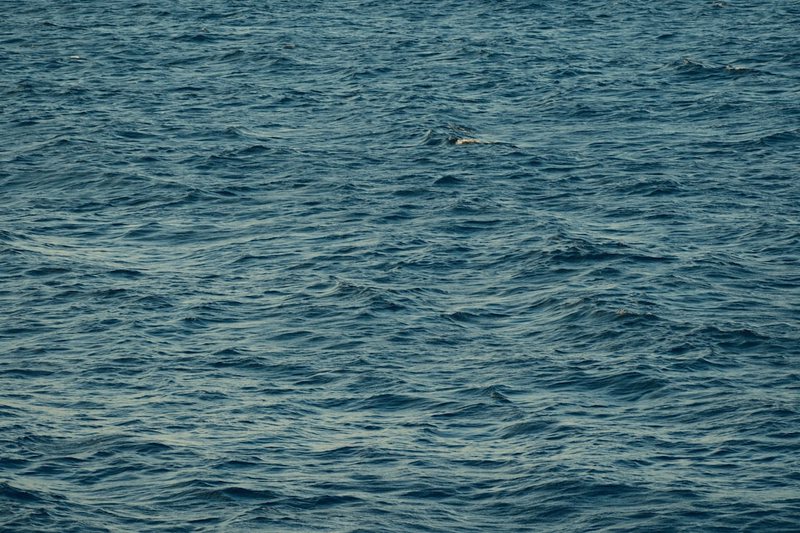 无人航线上的神秘来客—烧灼指纹背后的鲸鱼搁浅之谜