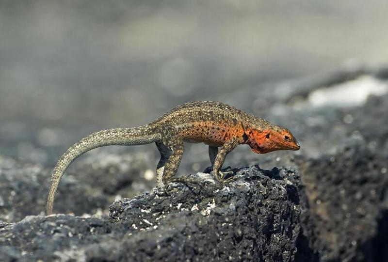 神秘波斯湾｜探寻蜥蜴人母星之谜