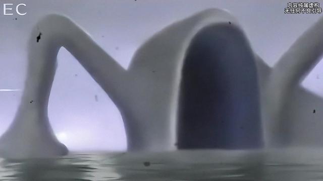 吞噬东方水马背后的科学之谜？