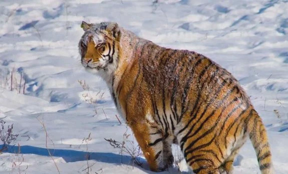 西伯利亚日行九头蛇·极端寒冷背后的气候秘密