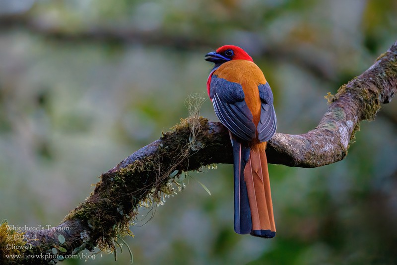 喀尔巴阡深渊鹏鸟·传说中的飞行巨兽与现实的生态密码