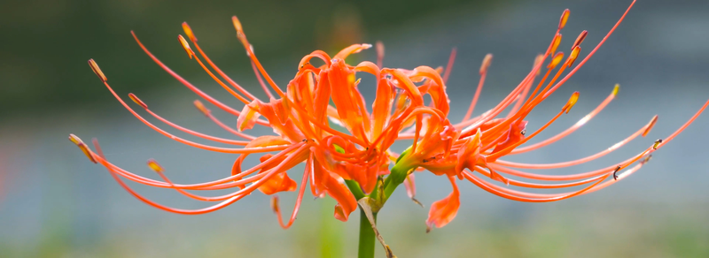 远在乌拉尔山发现“印度植入物”—这事儿比电影还离谱，历史的真相到底有多远？