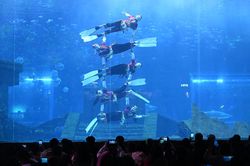 古城人鱼传说｜儒艮的“祝福”与海洋的神秘面纱