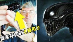 西伯利亚的远古触手怪—地球生命史上的神秘谜题