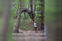 亚马逊雨林里的“树精”传说｜一场跨越物种的伪装艺术，科学揭秘“Yarí”的真实面目