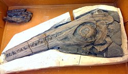 深井下的秘密｜石质头骨的惊人发现与动物暴走之谜