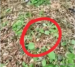 草女孩的奇幻森林之旅！