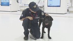 揭秘“日行地中海犬神”—穿越时空的古老传说与现代科学的奇妙相遇