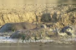 太平洋垃圾带丨人类丢弃的塑料正在吞噬海洋