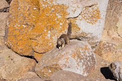 一块石头引发的迁徙之谜—动物头骨为何会"穿越"？