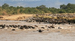 动物迁徙异常背后的沙漠石林与未知孢子之谜…