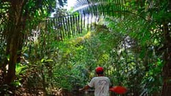 雨林深处，揭秘治愈雷兽的神奇疗愈力！