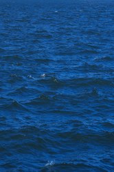 大西洋变形海蛇｜海洋中的隐形大师与色彩魔法师