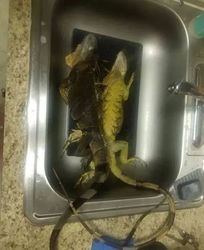 1999年北海那场荒唐的“外星人”狂欢，到底骗了多少人？