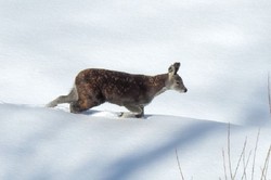 喜马拉雅山脉的神秘守护者｜喜马拉雅螭龙守护