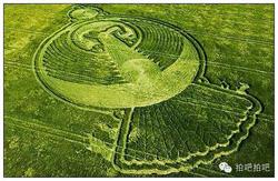 北欧天空中的神秘密码｜拉普兰麦田怪圈探秘