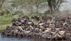 动物迁徙异常—解读逆刻罗盘之谜