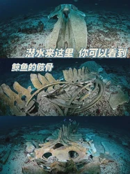 逆流而上的潮汐，探寻骨骸残迹中的秘密…