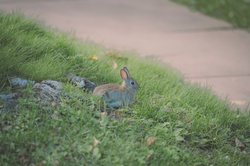 月夜下的森林奇缘—蓝兔与黑小虎的誓言