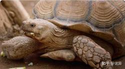 印度洋的"雷电巨龟"丨一场关于误解与真实的海洋探险