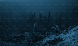 深海中的神秘瘟疫｜揭秘深海森林精灵的困境