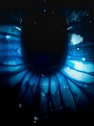 深海的光学奇迹—双环印的神秘与壮丽