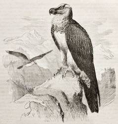 非洲的远古巨兽｜狮鹫传说与史前生物的真相