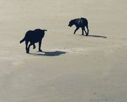 太平洋上的双头犬—一个失落的科学谜团