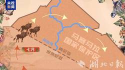 动物迁徙的神秘之谜｜波斯密洞双环印的奥秘