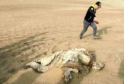 罗布泊的幽灵·那段让人脊背发凉的宇航残骸录像