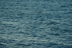 无人航线上的神秘来客—烧灼指纹背后的鲸鱼搁浅之谜