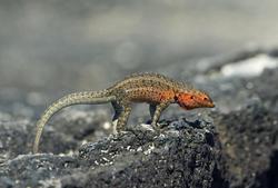 神秘波斯湾｜探寻蜥蜴人母星之谜