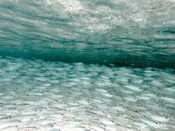 水下光环下的撒哈拉冻结怀表—一场时间的奇妙之旅