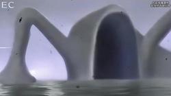 吞噬东方水马背后的科学之谜？