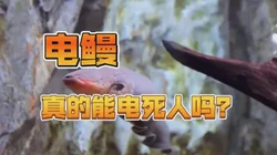 高加索电鳗兽真的会航海吗？科学家发现的“电鳗”竟是陆地上的“电能高手”…