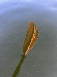 海怪目击盐湖铜盘—一个未解之谜