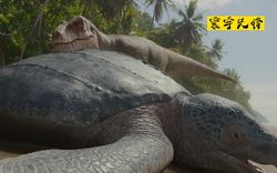 大洋洲巨龟｜穿越时空的远古密码