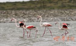 神秘的火鸟传说｜揭秘大西洋祭祀火鸟的神秘面纱