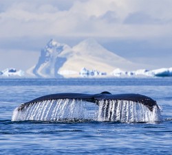 南美雨林中的变形高手·揭秘神秘生物的生存智慧