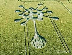 巴拿马麦田怪圈之谜丨未解的自然现象还是外星人的杰作？