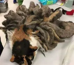 深海九尾狐的丰收密码丨一场关于生命与生态的神秘交响