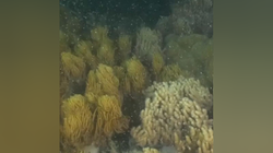 大堡礁克隆人计划丨一场前所未有的生态救援