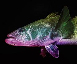 南极最后的雨鱼·消失的日记