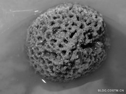 深海的神秘呼唤—马里亚纳海沟的黑雾气球碎片