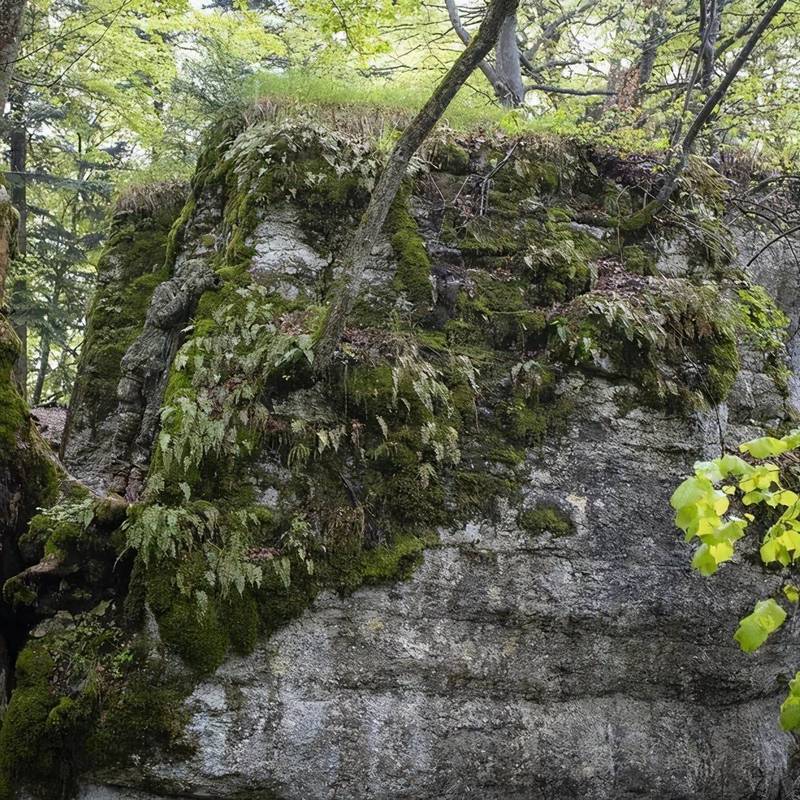 黑森林深处的海怪传闻，和那个被抹去的空白户籍？