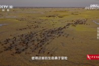 沙漠中的历史回响丨卡拉哈里发现杜尔塞战役的秘密